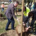Alcobendas Planta Más De 5.000 árboles Desde Que Gobierna La Coalición De PSOE Y C’s